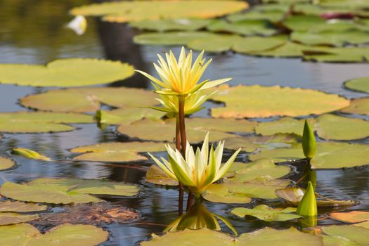 beautiful lotus with water 