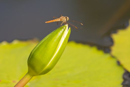 beautiful lotus with water 