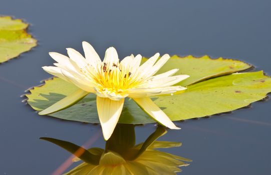 beautiful lotus with water 