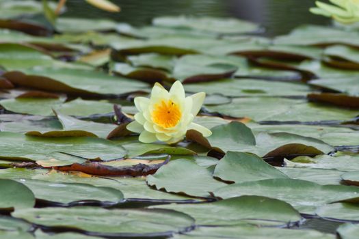 beautiful lotus with water 