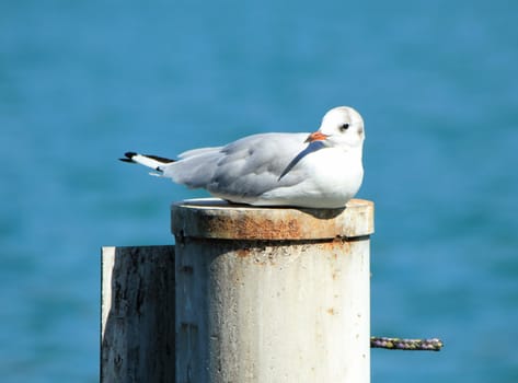 Seagull lying peacefully on a post over water