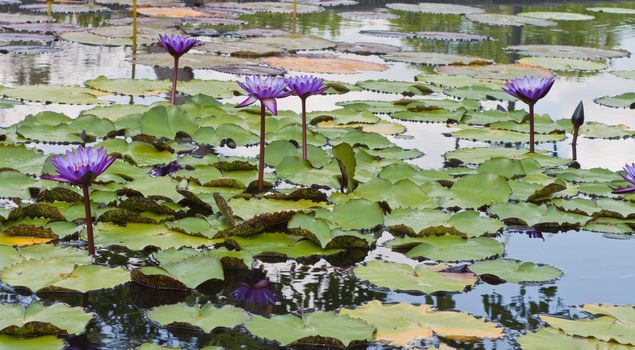 beautiful lotus with water 