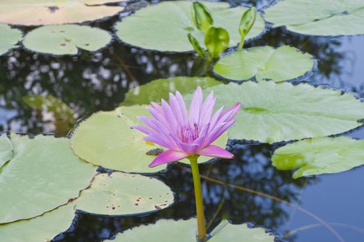 beautiful lotus with water 