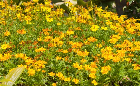 Marigold flowers