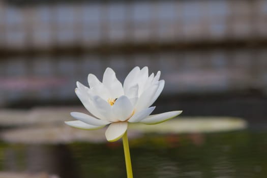 beautiful lotus with water 