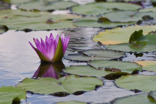 beautiful lotus with water 