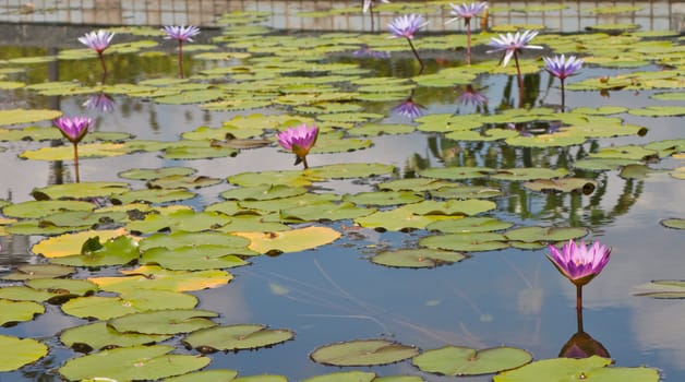 beautiful lotus with water 