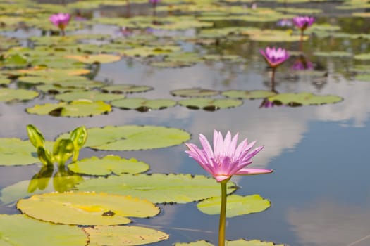 beautiful lotus with water 