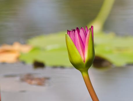 beautiful lotus with water 