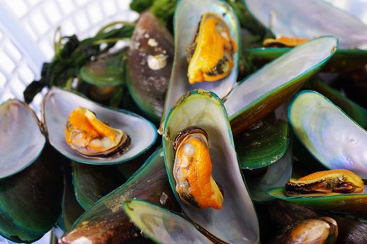 Asian green mussel