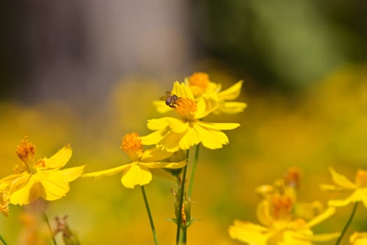 Marigold flowers