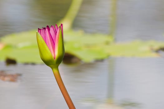 beautiful lotus with water 