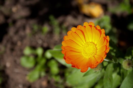 Calendula macro outdoor