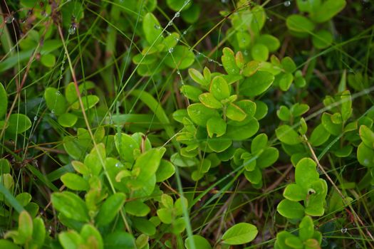 Macro shot of cowberry plants