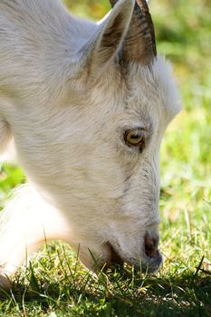 Close-up of goat eating grass