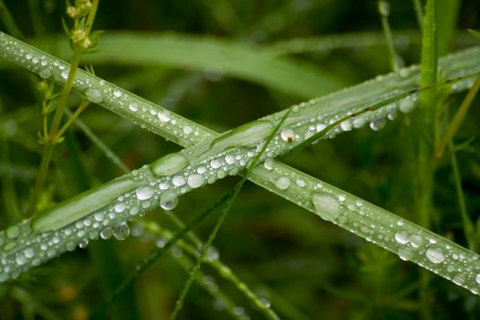 Green grass macro with dewdrops