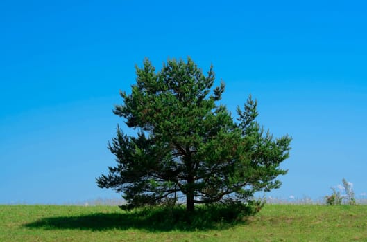 Lone pine tree on green field