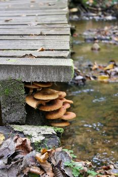 Old wooden bridge with orange fungus