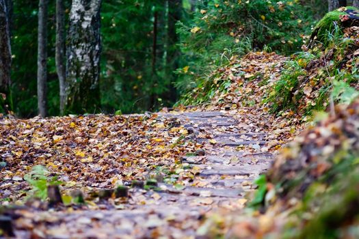 Old wooden forest path with autumn leaves