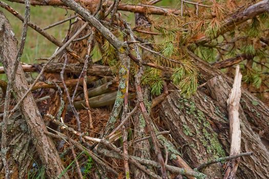 Old broken pinetree branches