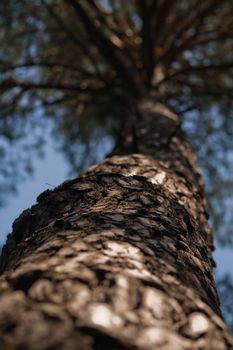 Pinetree trunk close-up for backbround