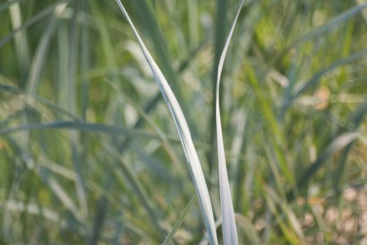 Segde grass macro shot for backdrop