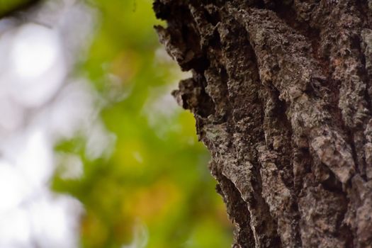 Macro shot of tree trunk with cortex