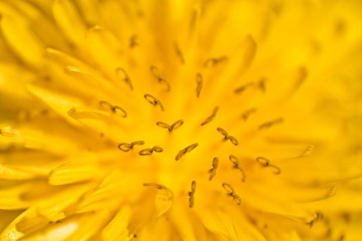 Yellow Dandelion details taken with macro lens