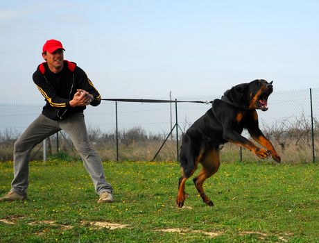 french shepherd in an exercice of attack