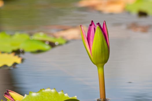 beautiful lotus with water 