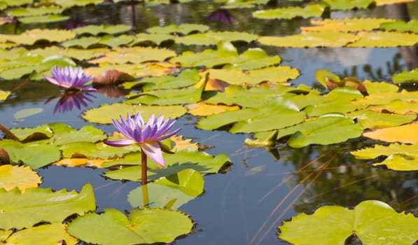 beautiful lotus with water 