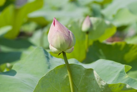 beautiful lotus with water 