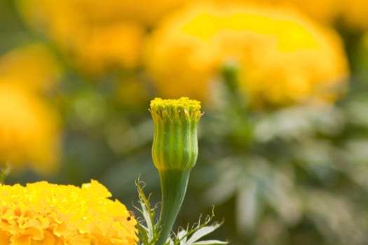 Marigold flowers