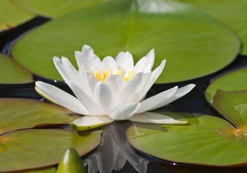 beautiful lotus with water 