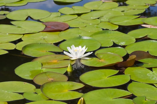 beautiful lotus with water 