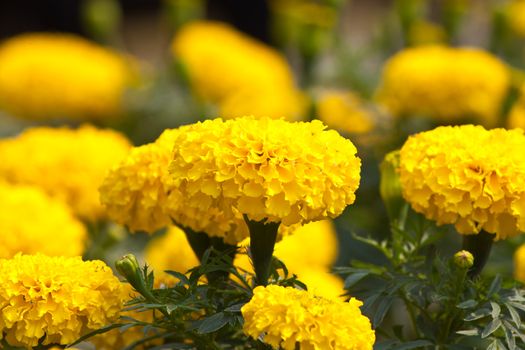 Marigold flowers