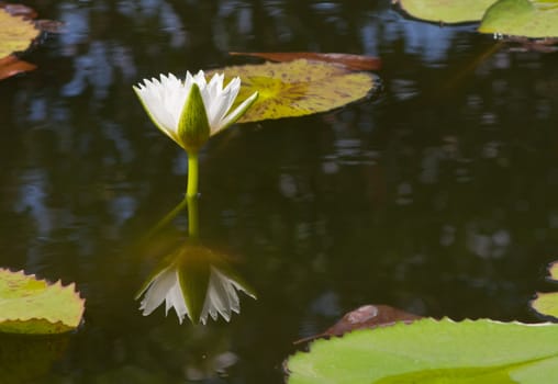 beautiful lotus with water 