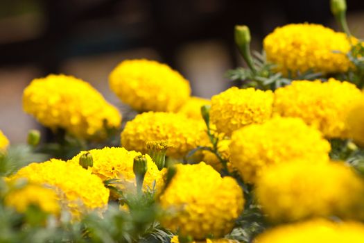 Marigold flowers