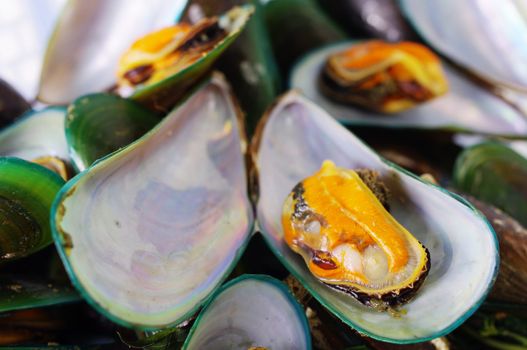 Asian green mussel