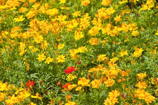 Marigold flowers