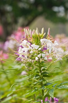 tropical flower 