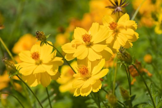 Marigold flowers