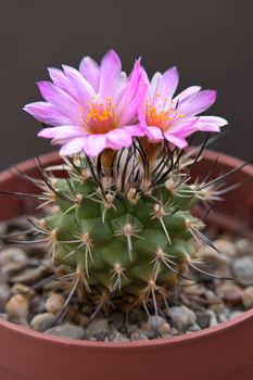 Cactus with blossoms on dark background (Turbinicarpus).Image with shallow depth of field.