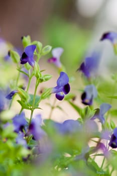 Blue tropical flower 