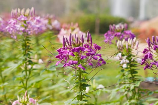 tropical flower 