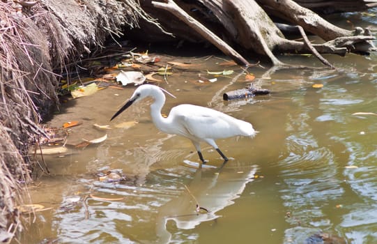 great  heron in nature with water around. Waiting to fish 