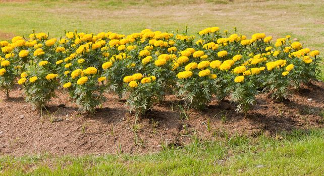 Marigold flowers