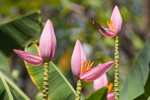 Banana flower 