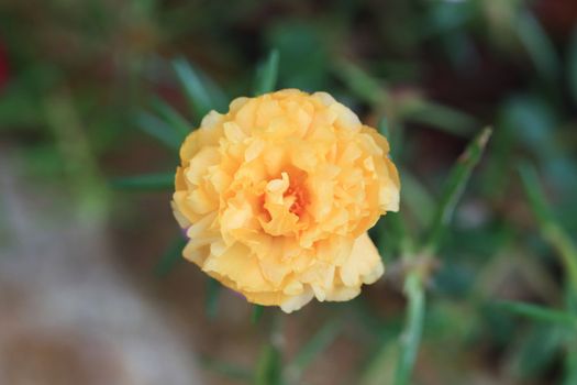 Yellow Portulaca Flowers