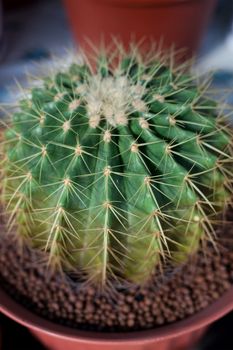 Cactus in a pot